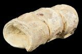 Mosasaur (Platecarpus) Caudal Vertebra - Kansas #48769-2